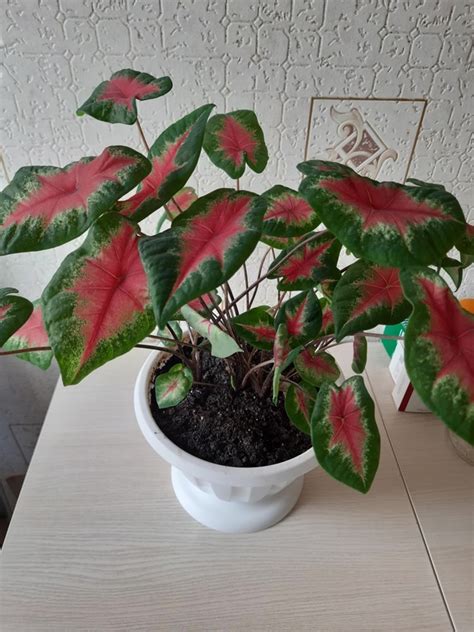 Цветы для дома и сада | Йошкар-Ола | ВКонтакте