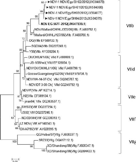 Phylogenetic Tree Of Ndv Genotype Vii Based On Partial Nucleotide