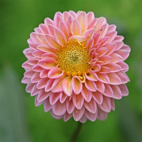 dahlias dahlia care guide water soil propagation plantiary