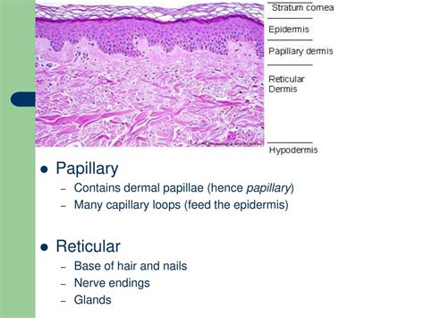 Layers Of Dermis Papillary Reticular