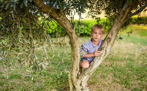 en la categoría Babe olive tree de imágenes fotos de stock e ilustraciones libres de