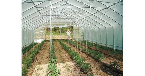 Пет от най-важните неприятели, които вредят по растенията в парници и ...