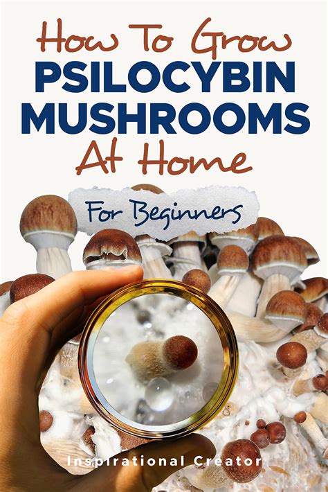 How To Grow Psilocybin Mushrooms At Home For Beginners Comprehensive