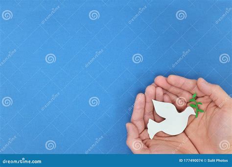 Man Hands Holding White Dove with Olive Branch in Blue Background