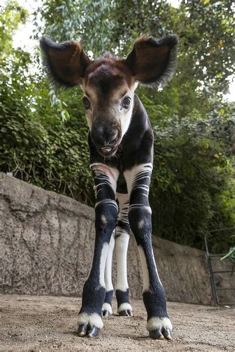 Okapi Related To Giraffe Interesting Animals Unusual Animals Rare