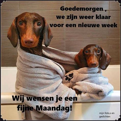 Pin Van Martha Rensink Op Dagen Vd Week Goedemorgen Grappig Beest