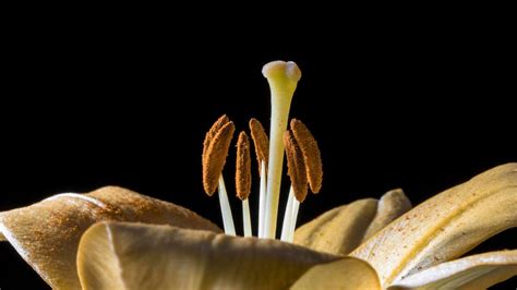 Sie Blümchen er Sex