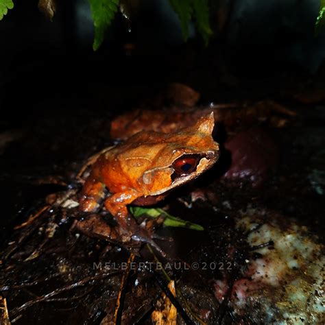 Random Shots The Mindanao Horned Frog Progress Watch Metro Cagayan