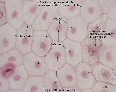 Epithelial Tissue Anatomy And Physiology