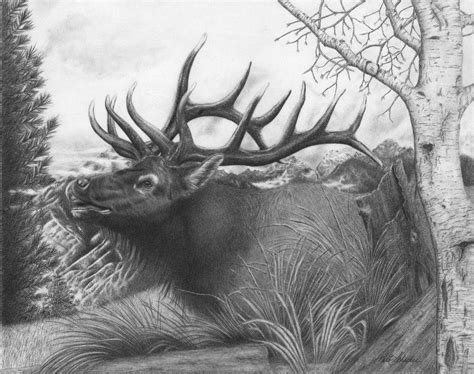 Elk Pencil Drawings