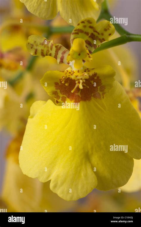 Yellow Oncidium Spray Orchid Or Dancing Ladies Orchid Close Up Of