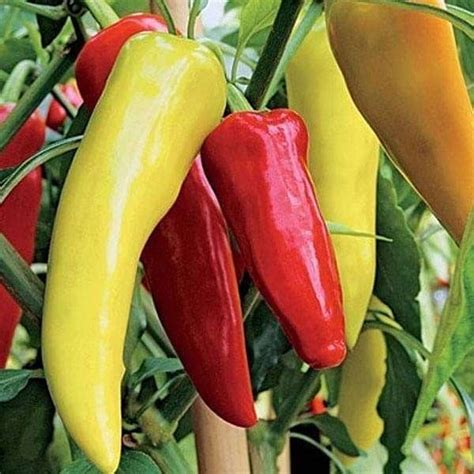 Hot Pepper F1 Hybrid OS 12 Vegetable Seeds Megha Agro Farm