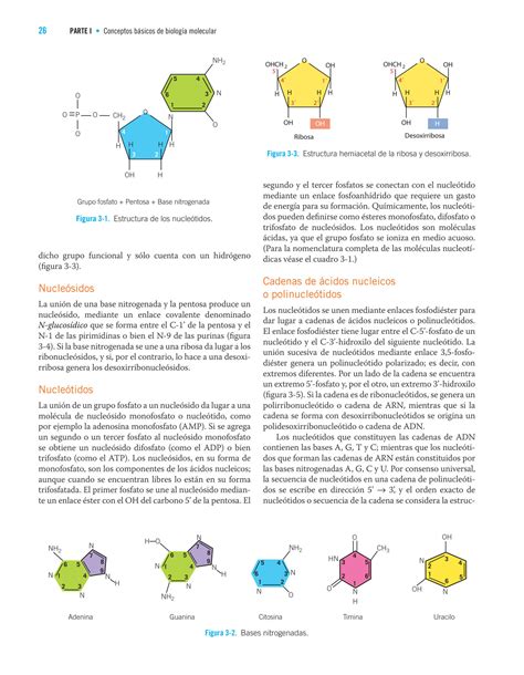 Solution Salazar Cidos Nucleicos Studypool