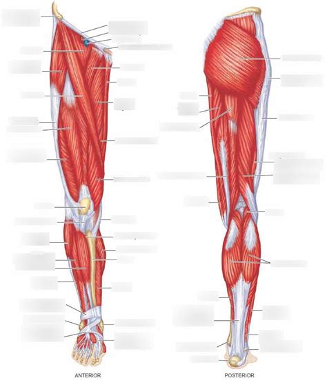 Lower Extremity Muscles Diagram | Quizlet