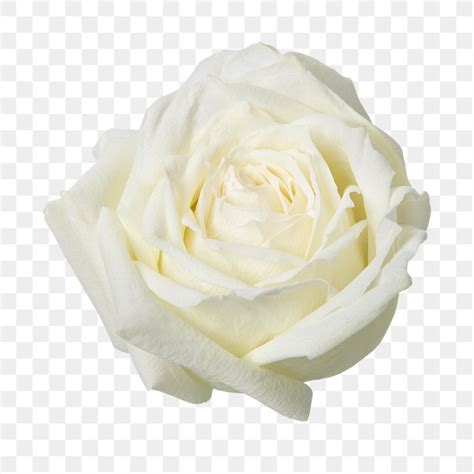 White Rose Images Free Hd Backgrounds Pngs Vector Graphics