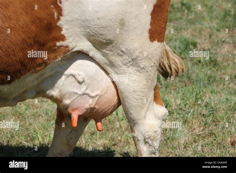 Cow Udder Hi Res Stock Photography And Images Alamy