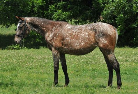 44 best Horse Color Galore: Snowflake images on Pinterest | Appaloosa ...