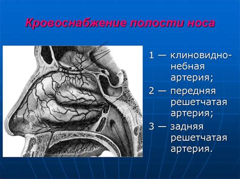 Анатомия носа и придаточных пазух. Фурункул, травмы носа. (Лекция 2 ...