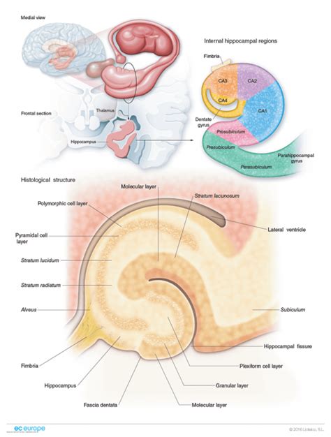 Hippocampus anatomy histology - selasopa