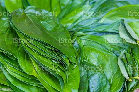 Green Betel Leafs Stock Photo Download Image Now Addiction Areca