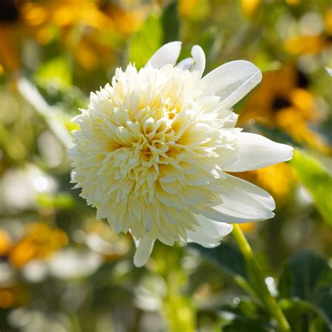 Dahlia Platinum Blonde