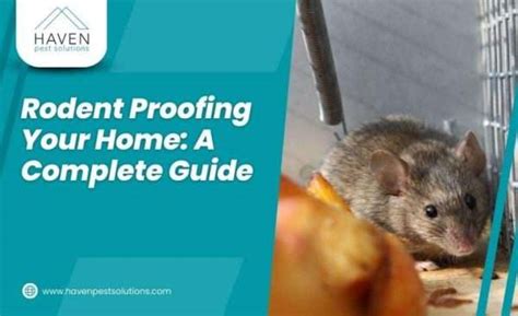 Rodent Proofing A Complete Guide To Protecting Your Home