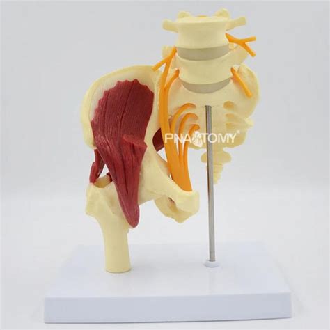 Jual Muscled Hip With Sciatic Nerve Model Human Pelvic Bone With