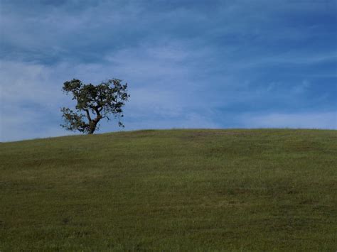 Fondos de pantalla California azul Árboles cielo verde