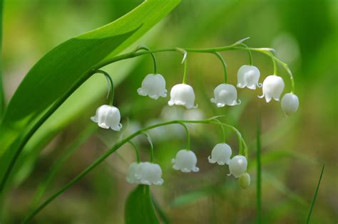 Цветы Ландыши (Много фото) - treepics.ru