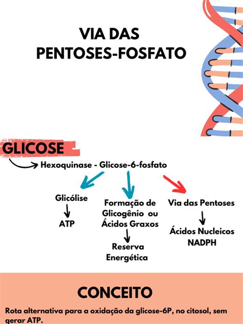 Via Das Pentoses Fosfato - Via Das Pentoses Fosfato | PDF