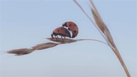 Wie Haben Tiere Sex So Aufregend Ist Tierisches Sexleben