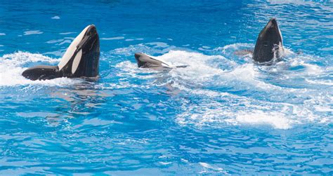 Orka Bilder – Durchsuchen 744 Archivfotos, Vektorgrafiken und Videos ...