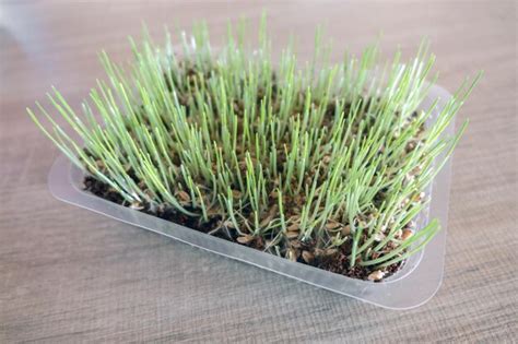 Premium Photo Cat Grass