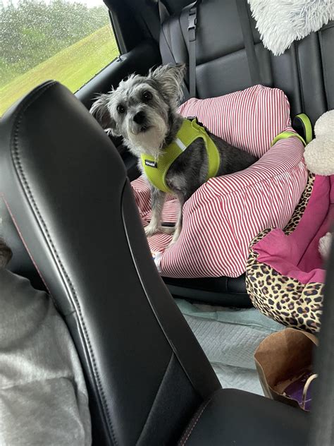 Surprising Embark DNA Results : r/DoggyDNA