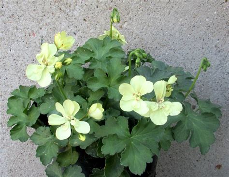 Pelargonium: 'First Yellow'