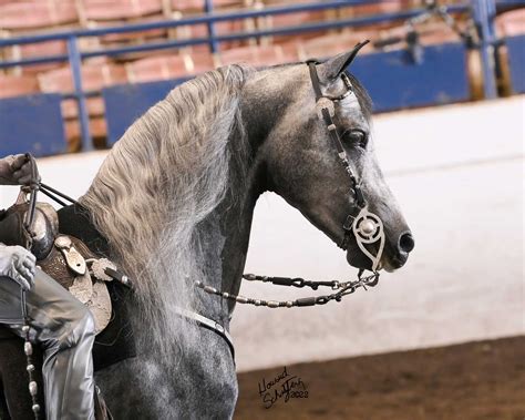 Higher Ellevations | Michigan Morgan Futurity