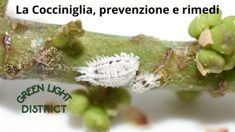 La Cocciniglia Prevenzione Infestazione E Lotta