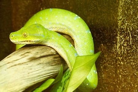 10 Most Popular Green Tree Python Morphs (with Price Guide)