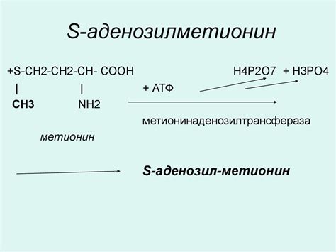 Обезвреживание аммиака. Биосинтез мочевины - презентация онлайн