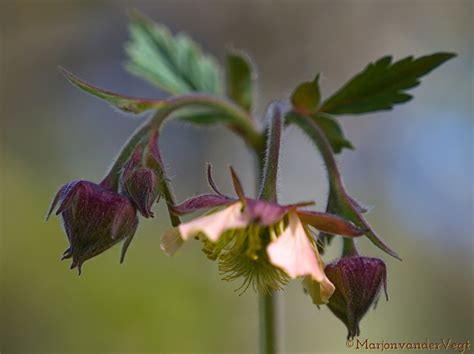 Vroege Vogels Foto Planten Knikkend Nagelkruid