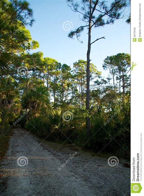 Empty Dirt Road In Florida Stock Photo Image Of Abandoned 36776102