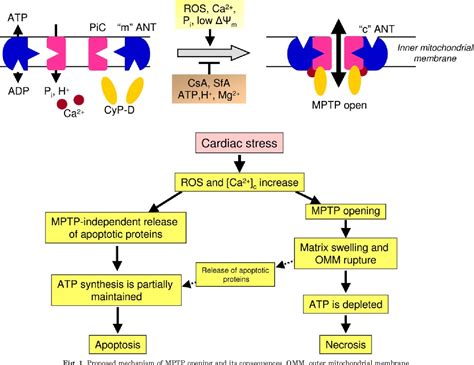 Figure 1 From Mitochondrial Permeability Transition Pore Opening As A