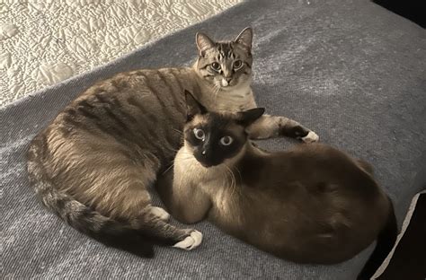 Happy Tail Mog And Tiogar Formerly Puck And Waffles Annex Cat Rescue