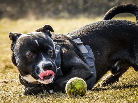 Do Dogs Actually Like Playing Fetch