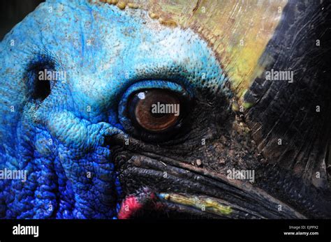 The Cassowary Bird From Papua Stock Photo Alamy