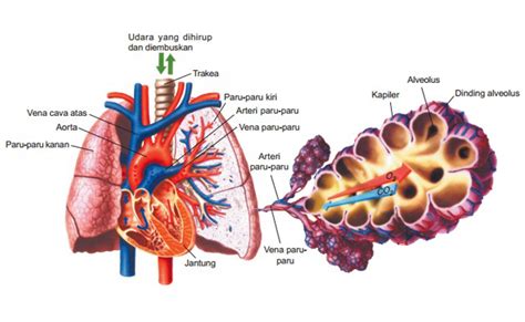 Organ-organ Pernapasan Manusia dan Fungsinya