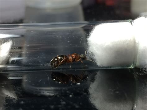 Formica Queen Id Request Sep122017 Richmond Bc Ant Id Requests