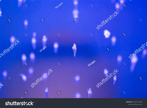 Naked Sea Butterfly Sea Angel Stock Photo Edit Now 1467311828