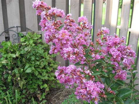 myrtle ground cover 5