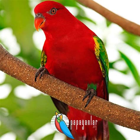 General Information About The Red Lori Parrot Red Lori Parrot